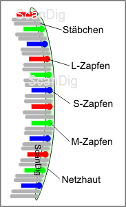 Scheme of the retina of the eye: on the retina there are illuminance sensitive rods and colour sensitive cones.