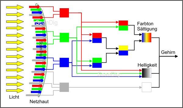 Schematische Darstellung der Signalverarbeitung bei Tageslicht