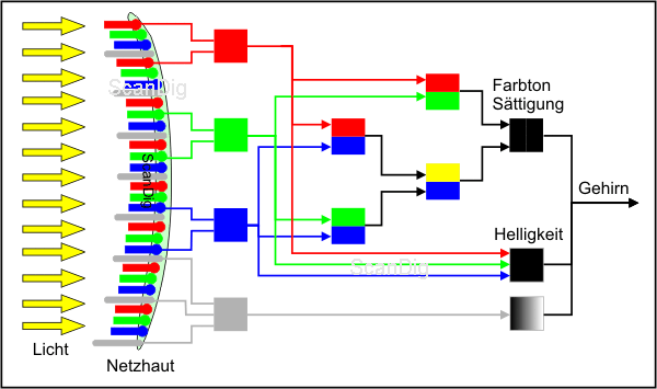 Schematic illustration of the signal processing at dark